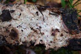 Attēlu rezultāti vaicājumam “Sarcoporia polyspora”