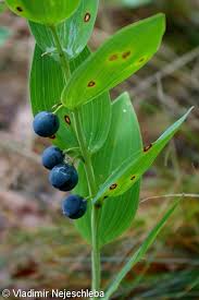 Attēlu rezultāti vaicājumam “Polygonatum odoratum bud”