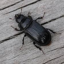 Attēlu rezultāti vaicājumam “Ceruchus chrysomelinus larva”