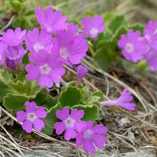 Attēlu rezultāti vaicājumam “Primula veris var. rubra flower”