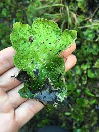 Attēlu rezultāti vaicājumam “Peltigera leucophlebia”