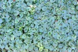 Attēlu rezultāti vaicājumam “Viola odorata bud”