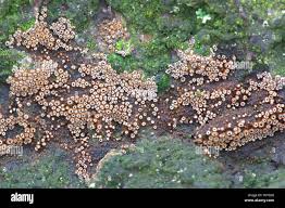 Attēlu rezultāti vaicājumam “Merismodes anomala”