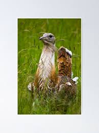 Image result for Otis tarda