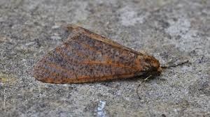 Attēlu rezultāti vaicājumam “Erannis defoliaria imago”