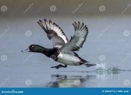 Image result for Aythya marila