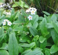 Attēlu rezultāti vaicājumam “Myosotis scorpioides bud”