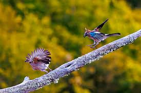 Attēlu rezultāti vaicājumam “Garrulus glandarius adult”