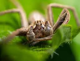 Attēlu rezultāti vaicājumam “Pisaura mirabilis cocoon”