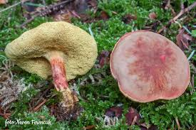 Attēlu rezultāti vaicājumam “Xerocomus pruinatus”