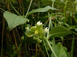 Attēlu rezultāti vaicājumam “Silene baccifera leaf”