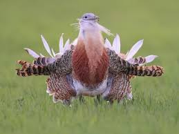 Image result for Otis tarda