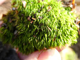 Attēlu rezultāti vaicājumam “Dicranella heteromalla sporophyte”