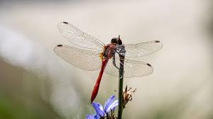 Attēlu rezultāti vaicājumam “Sympetrum sanguineum male”
