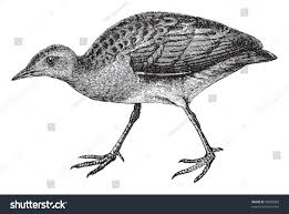 Attēlu rezultāti vaicājumam “Crex crex eggs”