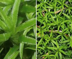 Attēlu rezultāti vaicājumam “Polytrichastrum longisetum”