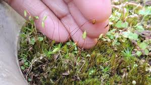 Attēlu rezultāti vaicājumam “Funaria hygrometrica”