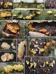 Attēlu rezultāti vaicājumam “Ombrophila violacea spores”