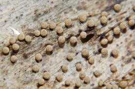 Attēlu rezultāti vaicājumam “Physaraceae”