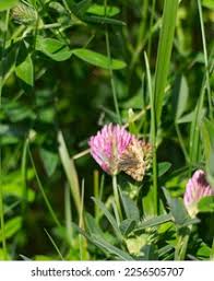 Attēlu rezultāti vaicājumam “Larentia clavaria”