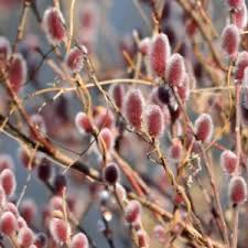 Attēlu rezultāti vaicājumam “Salix caprea fruit”