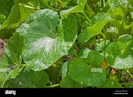 Attēlu rezultāti vaicājumam “Alcea rosea leaf”