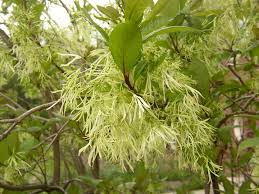 Attēlu rezultāti vaicājumam “Chionanthus virginicus flower”
