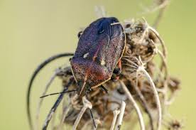Attēlu rezultāti vaicājumam “Jalla dumosa”