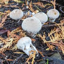 Attēlu rezultāti vaicājumam “Tubifera magna young”