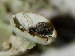 Attēlu rezultāti vaicājumam “Symphypleona”