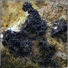 Attēlu rezultāti vaicājumam “Cystocoleus ebeneus”