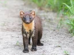 Attēlu rezultāti vaicājumam “Martes martes”