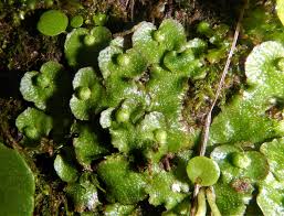 Attēlu rezultāti vaicājumam “Reboulia hemisphaerica”