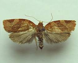 Attēlu rezultāti vaicājumam “Pandemis cinnamomeana”