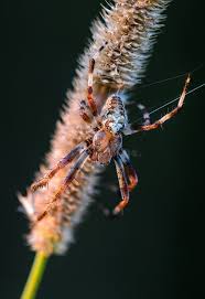 Attēlu rezultāti vaicājumam “Araneus quadratus male”