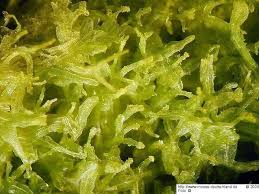 Attēlu rezultāti vaicājumam “Metzgeria violacea”