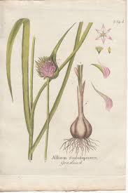 Attēlu rezultāti vaicājumam “Allium scorodoprasum”
