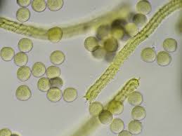 Attēlu rezultāti vaicājumam “Trichia alpina macro”