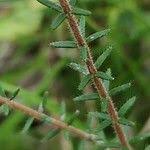 Attēlu rezultāti vaicājumam “Erica tetralix fruit”