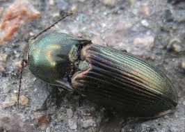 Attēlu rezultāti vaicājumam “Selatosomus aeneus”