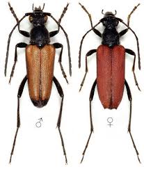 Attēlu rezultāti vaicājumam “Anastrangalia sanguinolenta”