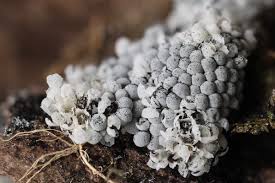 Attēlu rezultāti vaicājumam “Craterium aureonucleatum spores”