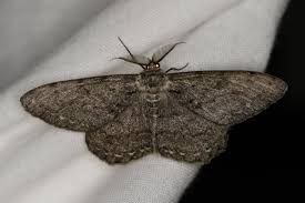 Attēlu rezultāti vaicājumam “Hypomecis roboraria”