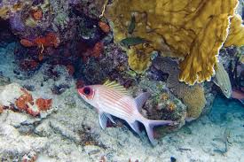 Image result for Holocentrus adscensionis