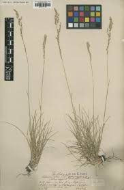 Attēlu rezultāti vaicājumam “Festuca psammophila”