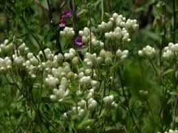Attēlu rezultāti vaicājumam “Gnaphalium sylvaticum flower”