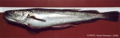 Image result for Merluccius merluccius