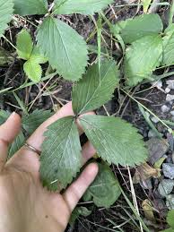 Attēlu rezultāti vaicājumam “Fragaria vesca leaf”