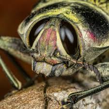 Attēlu rezultāti vaicājumam “Collaria rubens macro”