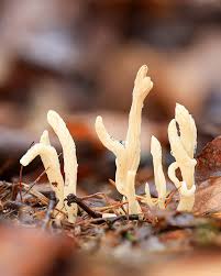 Attēlu rezultāti vaicājumam “Clavulina rugosa”